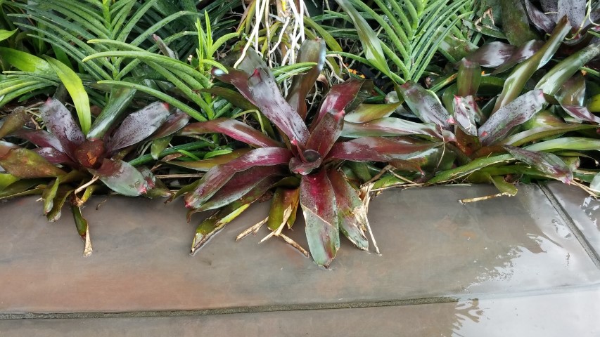 Neoregelia spp plantplacesimage20150108_144945.jpg