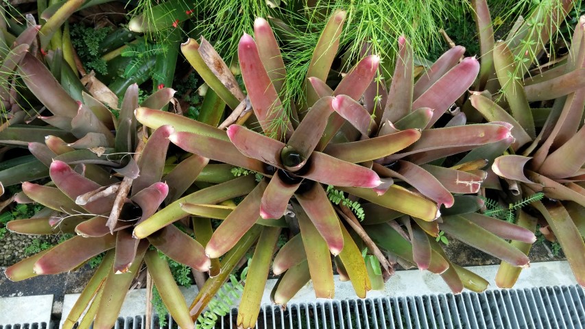 Neoregelia cruenta plantplacesimage20150108_150947.jpg