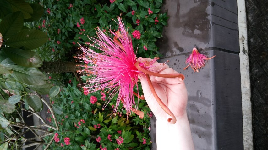 Pseudobombax ellipticum plantplacesimage20150108_151250.jpg