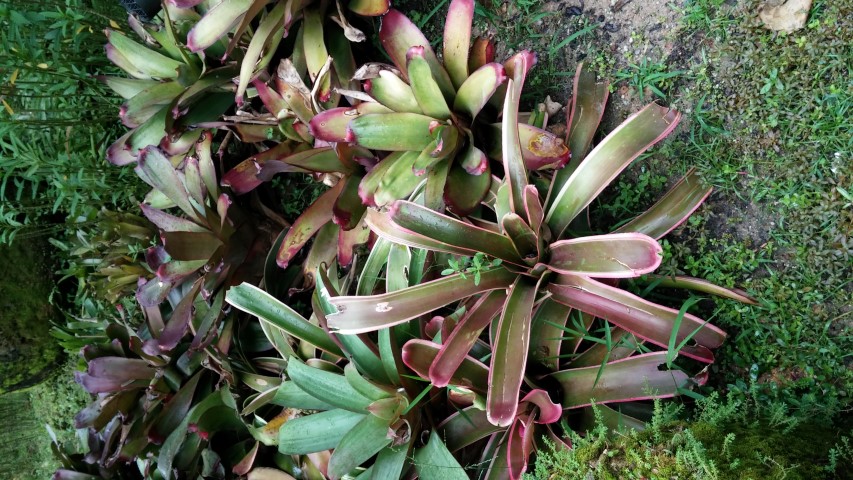 Neoregelia carcharodon plantplacesimage20150108_151704.jpg