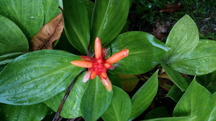 Jagera javanica plantplacesimage20150108_162634.jpg