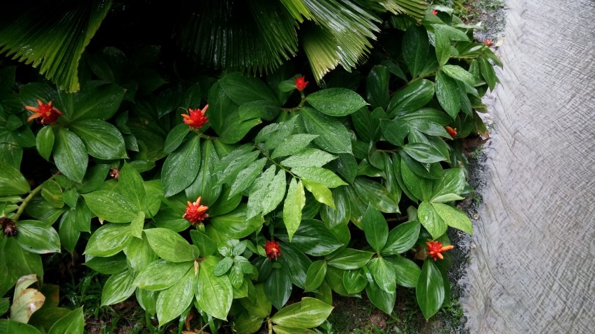 Jagera javanica plantplacesimage20150108_162649.jpg