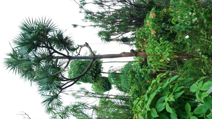 Pandanus utilis plantplacesimage20150108_162853.jpg
