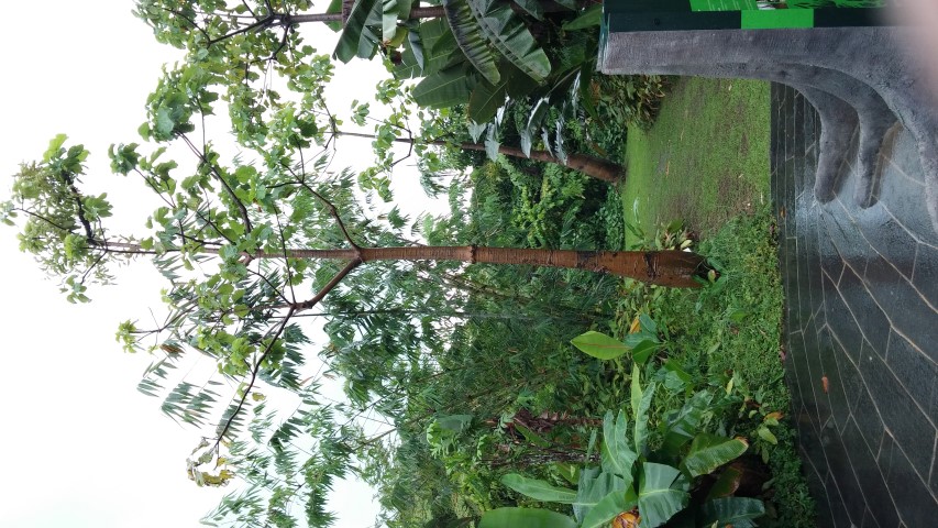 Cavanillesia platanifolia plantplacesimage20150108_164035.jpg