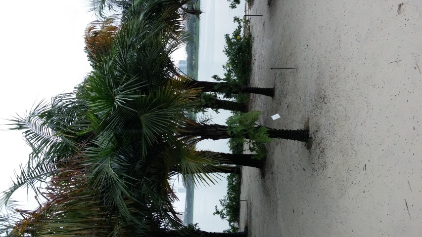 Syagrus schizophylla plantplacesimage20150108_171708.jpg