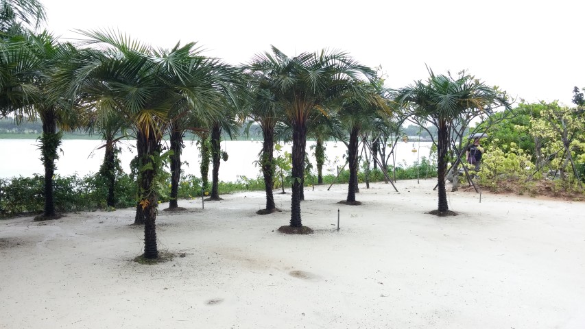 Syagrus schizophylla plantplacesimage20150108_171722.jpg