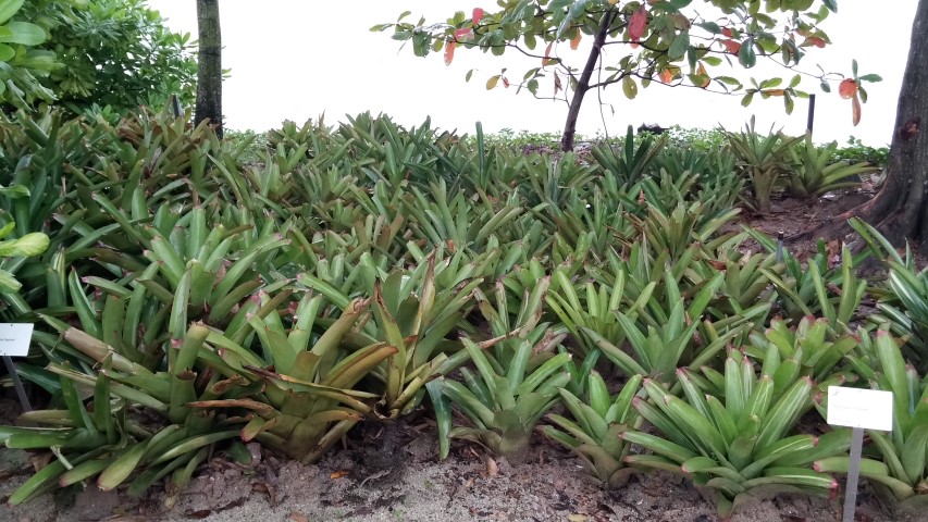 Neoregelia spp plantplacesimage20150108_172237.jpg