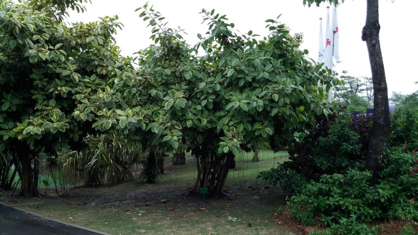 Ficus benghalensus plantplacesimage20150108_180243.jpg