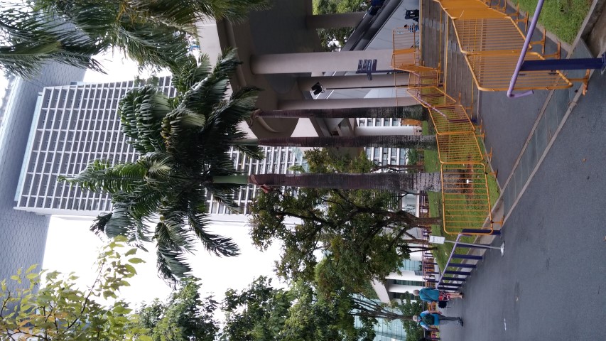 Roystonea oleracea plantplacesimage20150108_183515.jpg