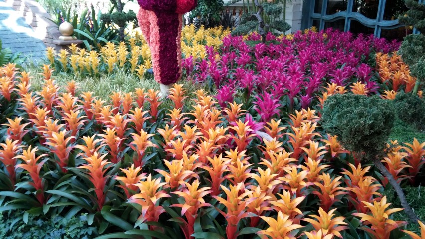 Guzmania marjan plantplacesimage20150213_102841.jpg