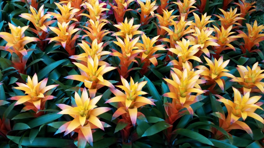 Guzmania marjan plantplacesimage20150213_102857.jpg
