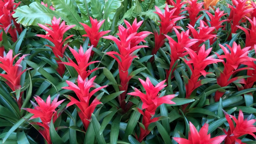 Guzmania marjan plantplacesimage20150213_102912.jpg