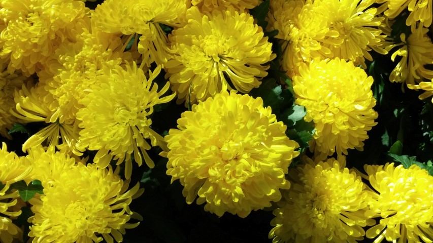 Glebionis coronarium plantplacesimage20150213_103034.jpg