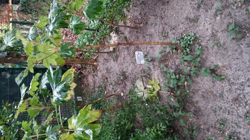 Tetrapanax papyrifer plantplacesimage20150222_102152.jpg