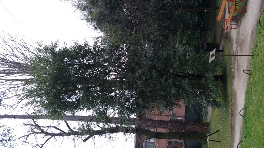 Alloro laurus plantplacesimage20150222_103258.jpg