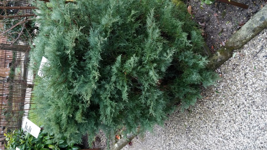 Juniperus virginiana plantplacesimage20150222_103756.jpg