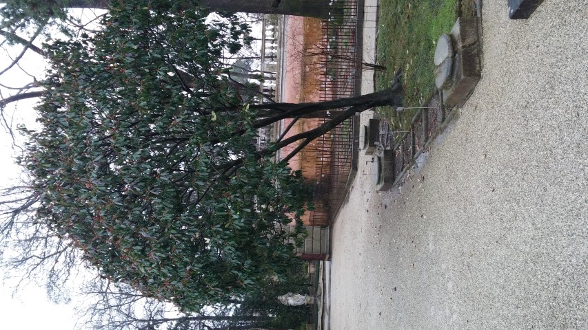 Photinia serrulata plantplacesimage20150222_104505.jpg