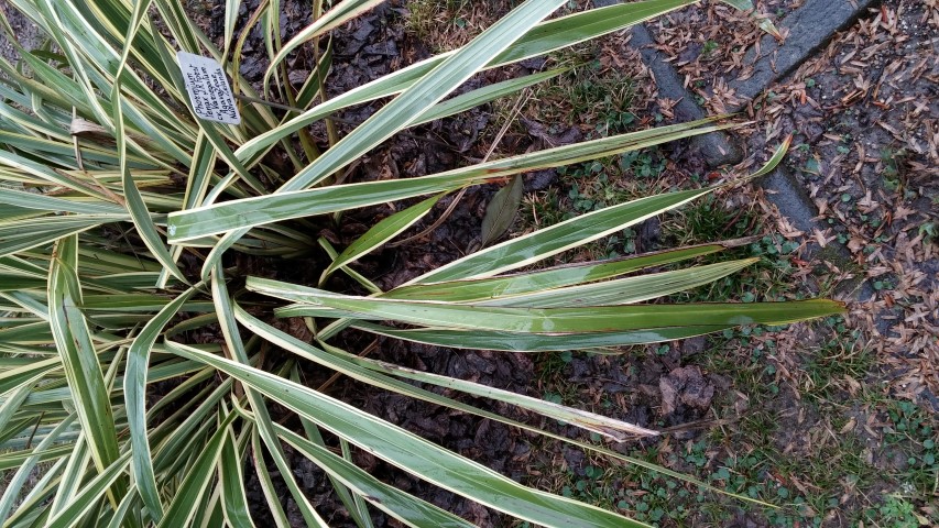 Phormium tenax plantplacesimage20150222_105033.jpg