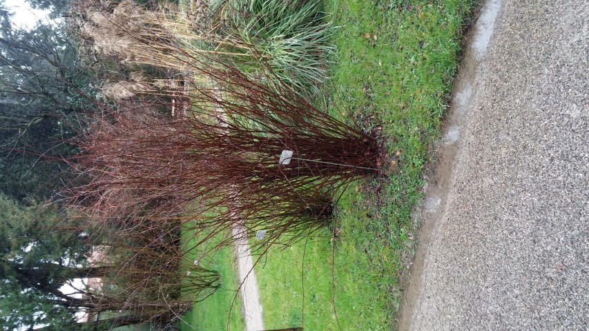 Spirea japonica plantplacesimage20150222_105522.jpg