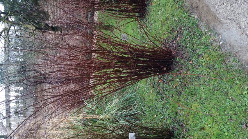 Spirea japonica plantplacesimage20150222_105537.jpg