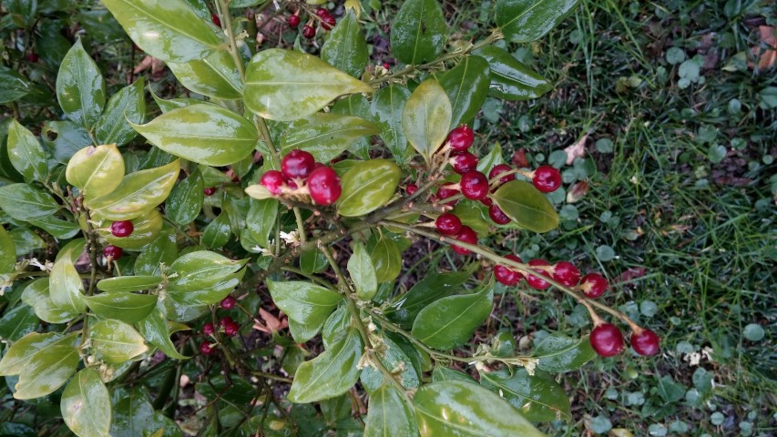Sarcococca ruscifolia plantplacesimage20150222_110225.jpg