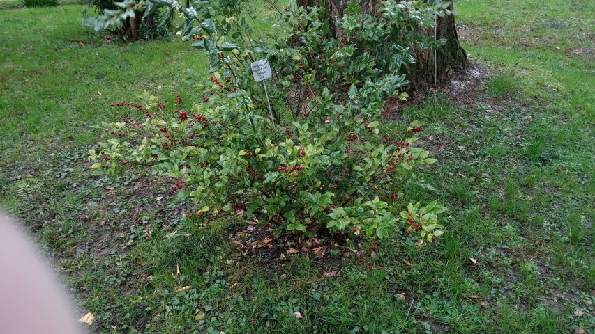 Sarcococca ruscifolia plantplacesimage20150222_110236.jpg