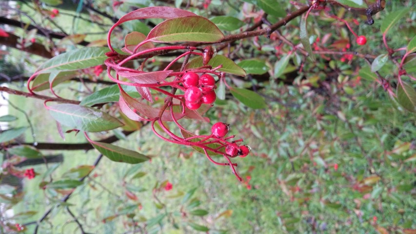Photinia serrulata plantplacesimage20150222_110652.jpg