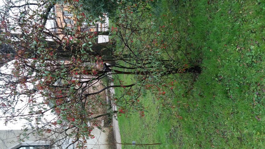 Photinia serrulata plantplacesimage20150222_110703.jpg