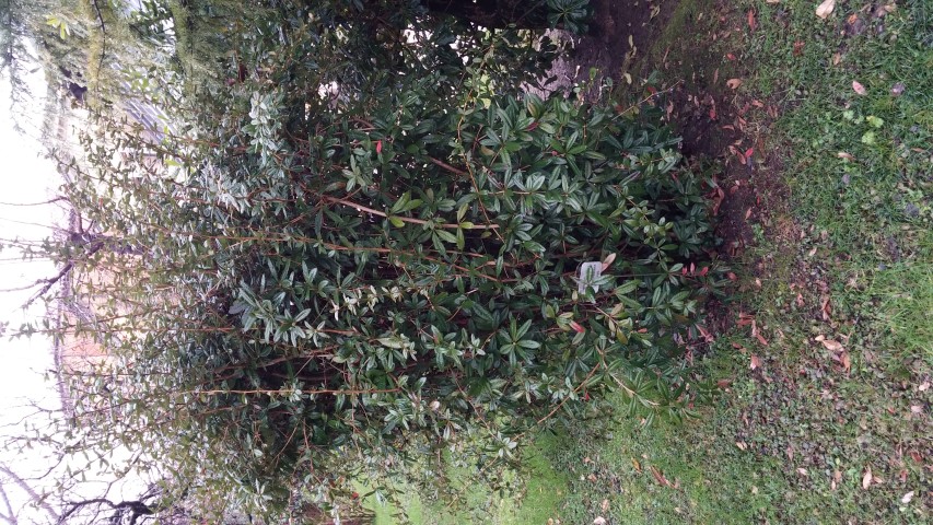 Berberis thunbergii var. atropurpurea plantplacesimage20150222_110821.jpg