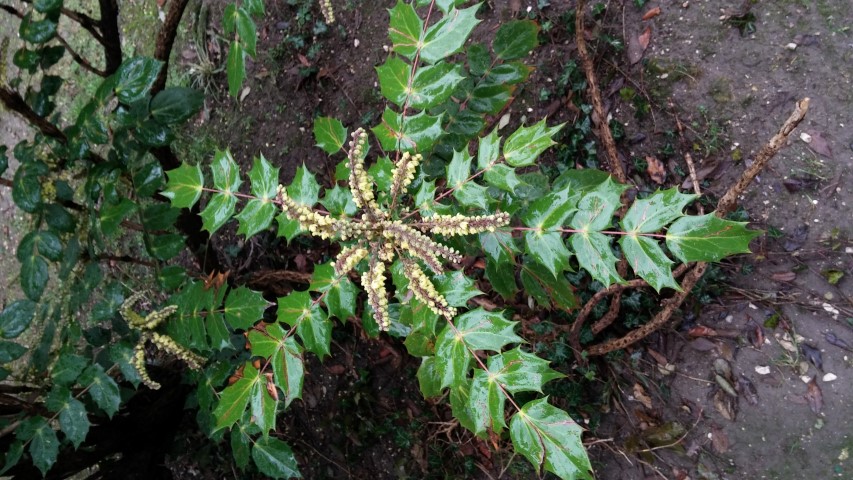 Mahonia aquifolium plantplacesimage20150222_125341.jpg