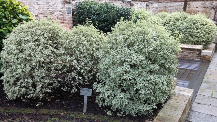 Pitosforo tobira plantplacesimage20150222_150007.jpg