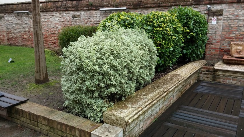 Pitosforo tobira plantplacesimage20150222_150038.jpg