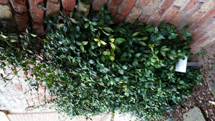 Rhynchospermum jasminoides plantplacesimage20150222_150953.jpg