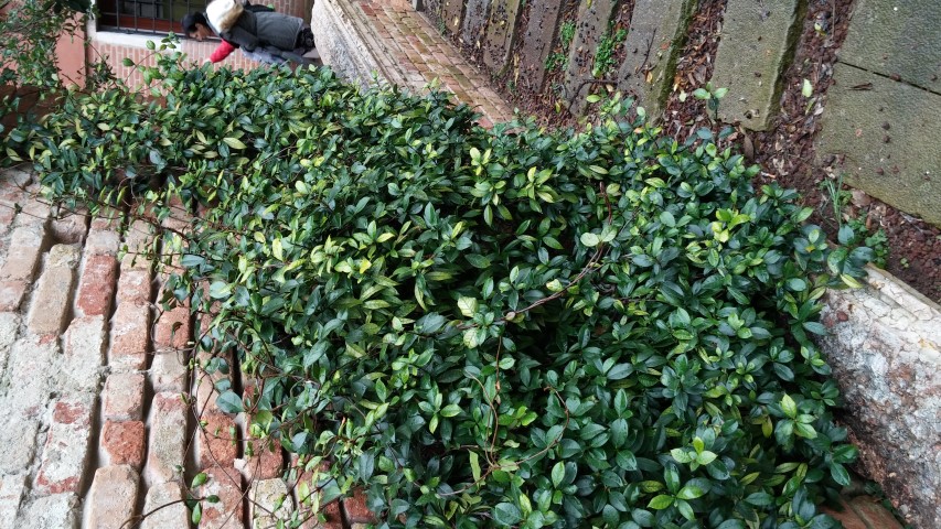 Rhynchospermum jasminoides plantplacesimage20150222_151020.jpg