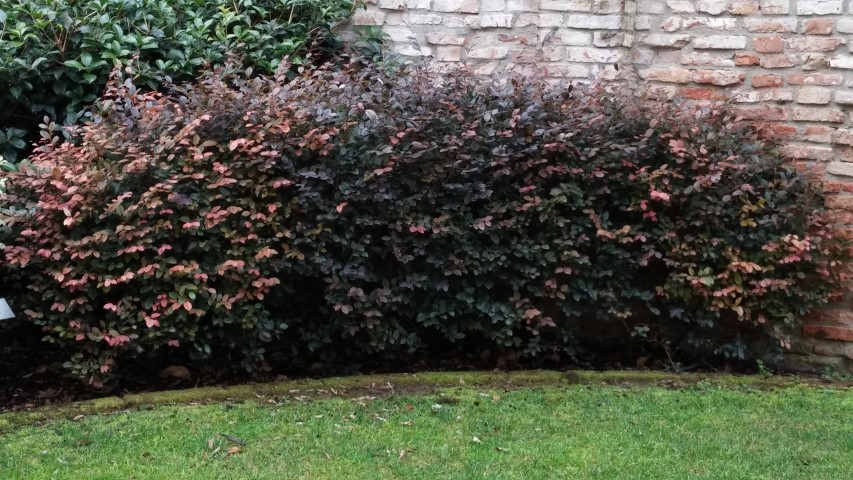 Loropelatum spp plantplacesimage20150222_151717.jpg