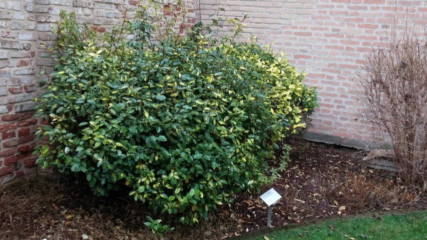 Eleagnus pungens plantplacesimage20150222_151906.jpg