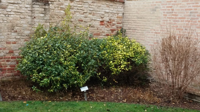 Eleagnus pungens plantplacesimage20150222_151926.jpg
