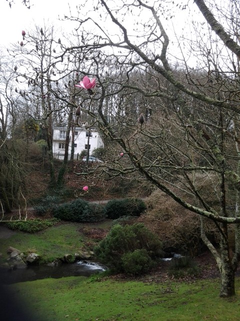 Picture of Magolia campbelii Kew Surprise Kew Surprise Magnolia