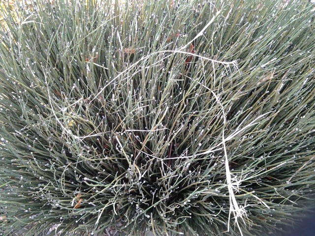 Picture of Equisetum hyemale  Prele dhiver