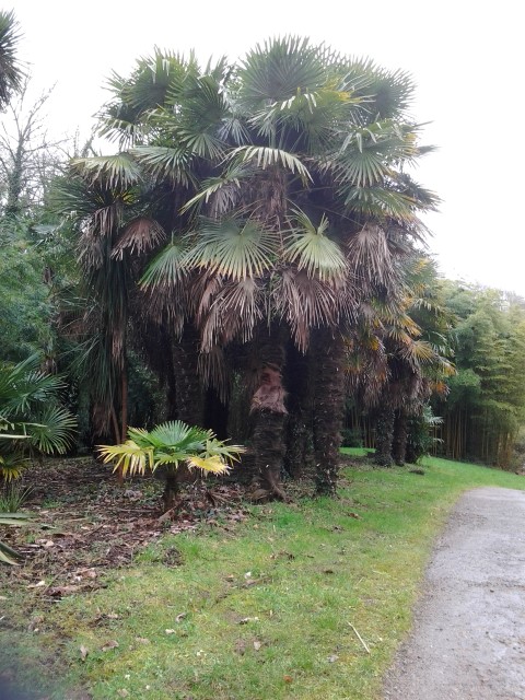 Picture of Trachycarpus fortunei  Chinese Windmill Palm