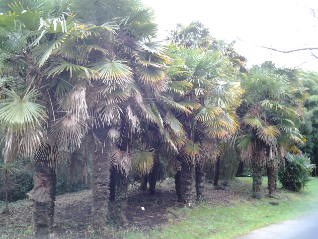 Picture of Trachycarpus fortunei  Chinese Windmill Palm