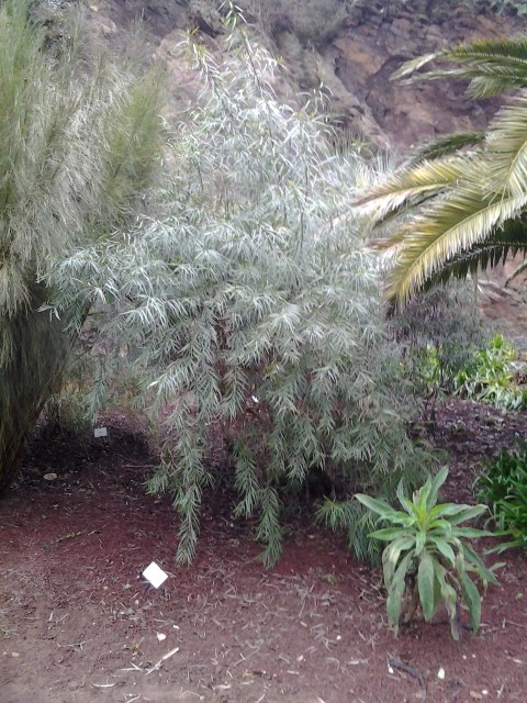 Picture of Echium pininana  