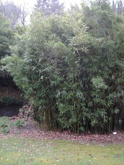 Picture of Phyllostachys bambii