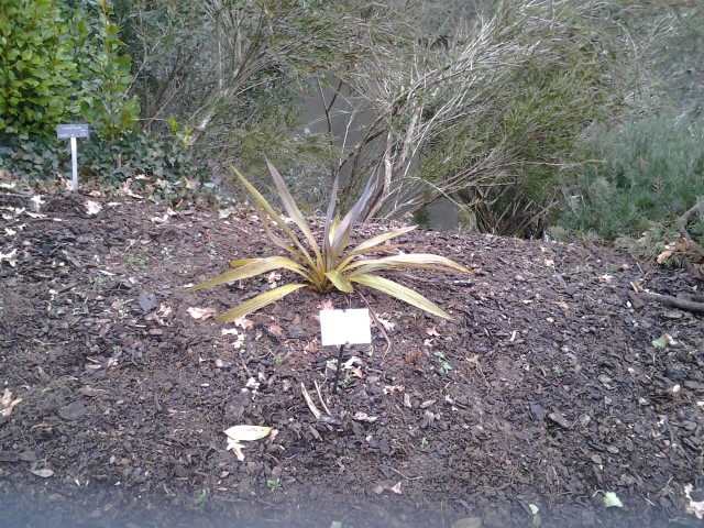 Picture of Cordyline indivisia  