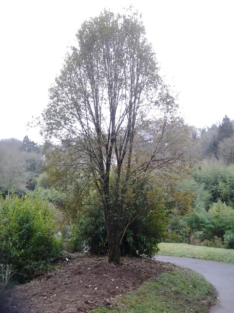 Picture of Cordyline indivisia  