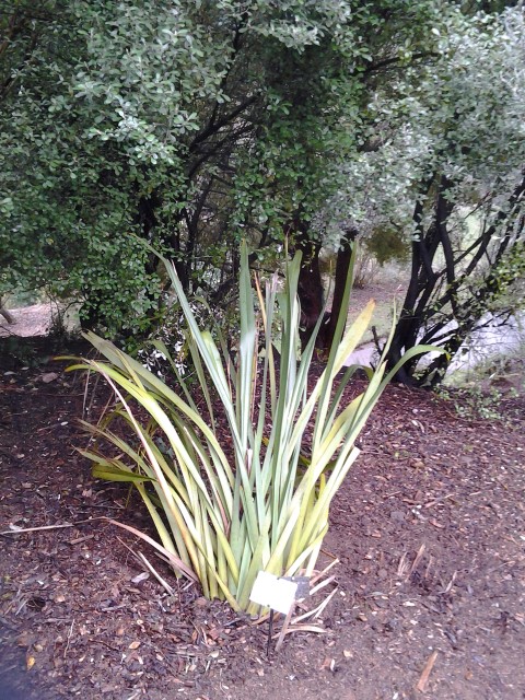 Picture of Phormium colesoi  