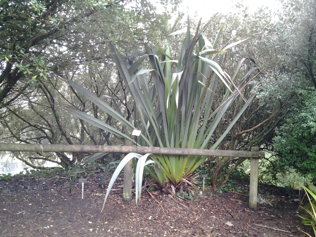 Picture of Phormium colesoi  