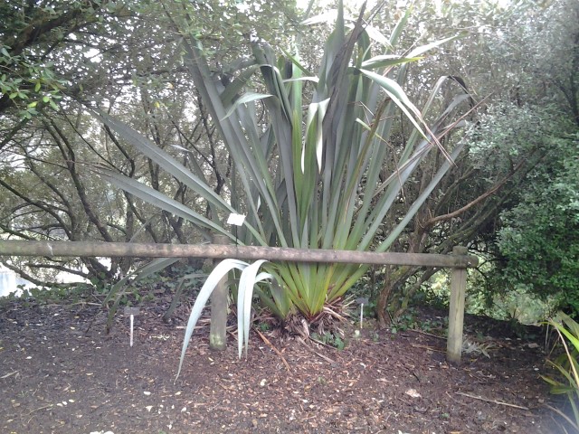 Picture of Phormium tenax  