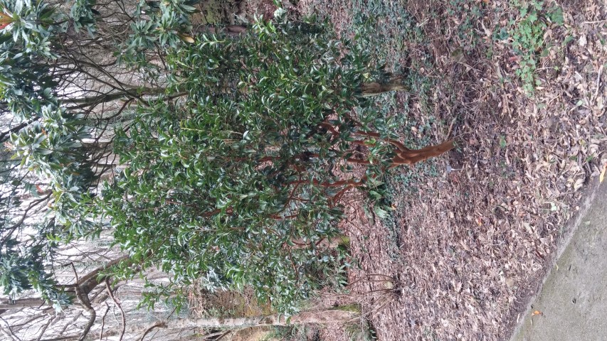 Sycopsis sinensis plantplacesimage20150301_122611.jpg