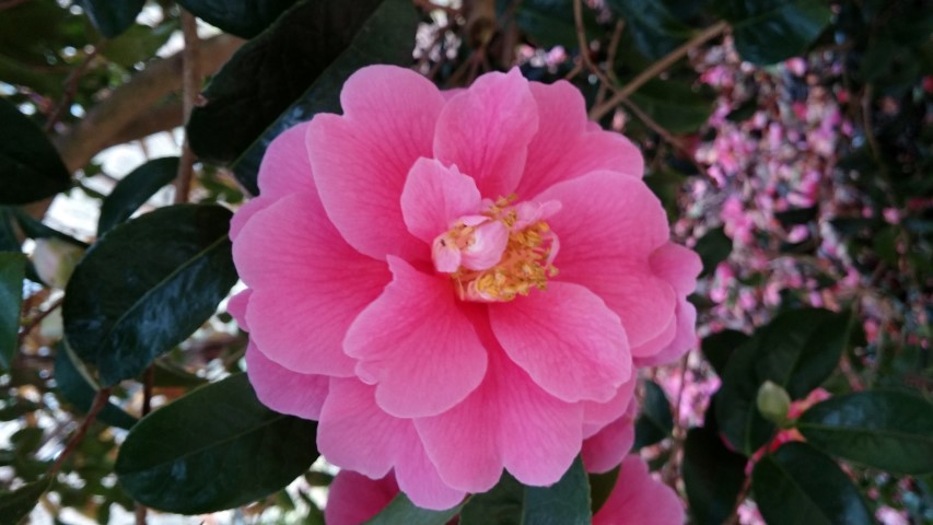 Camellia williamsii plantplacesimage20150301_122930.jpg